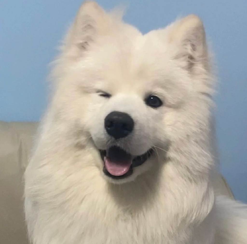 連麥薩摩耶後，京圈佛子找上門