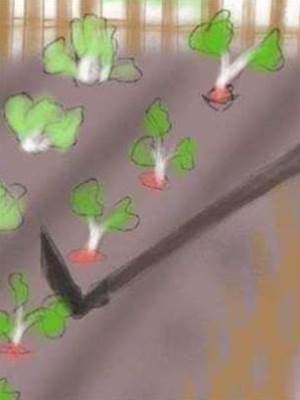 我在後宮種白菜