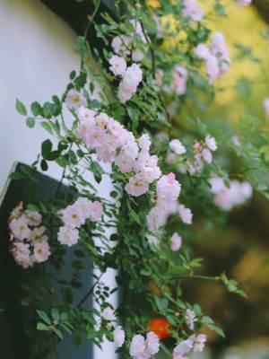 他死后的第十年