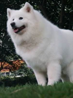 意外懷孕的狗子